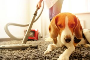 Carpet Cleaning in Sydney