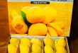 Mango Companies in Pakistan