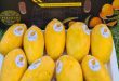 Pakistani Mango Price in Pakistan